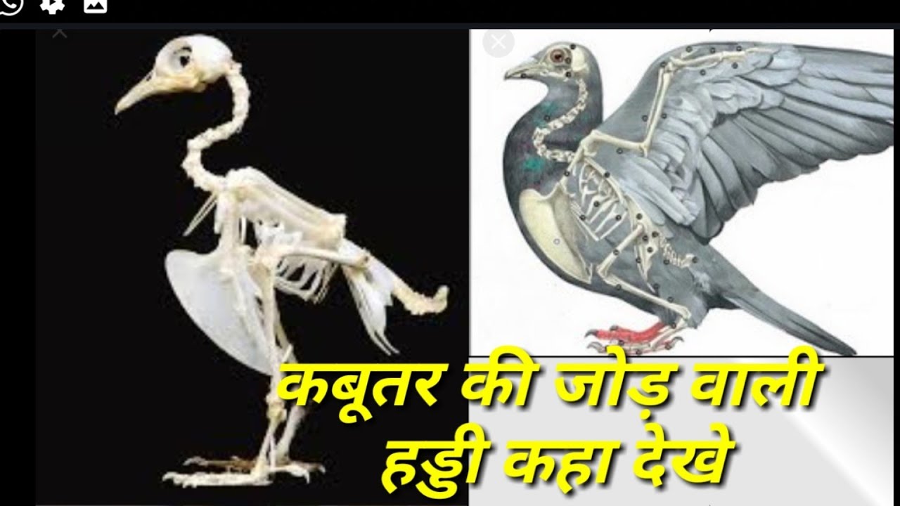 Kabutar ki judh wali haddi kaha dekhe..! By PB 10 wala.9888150785.
