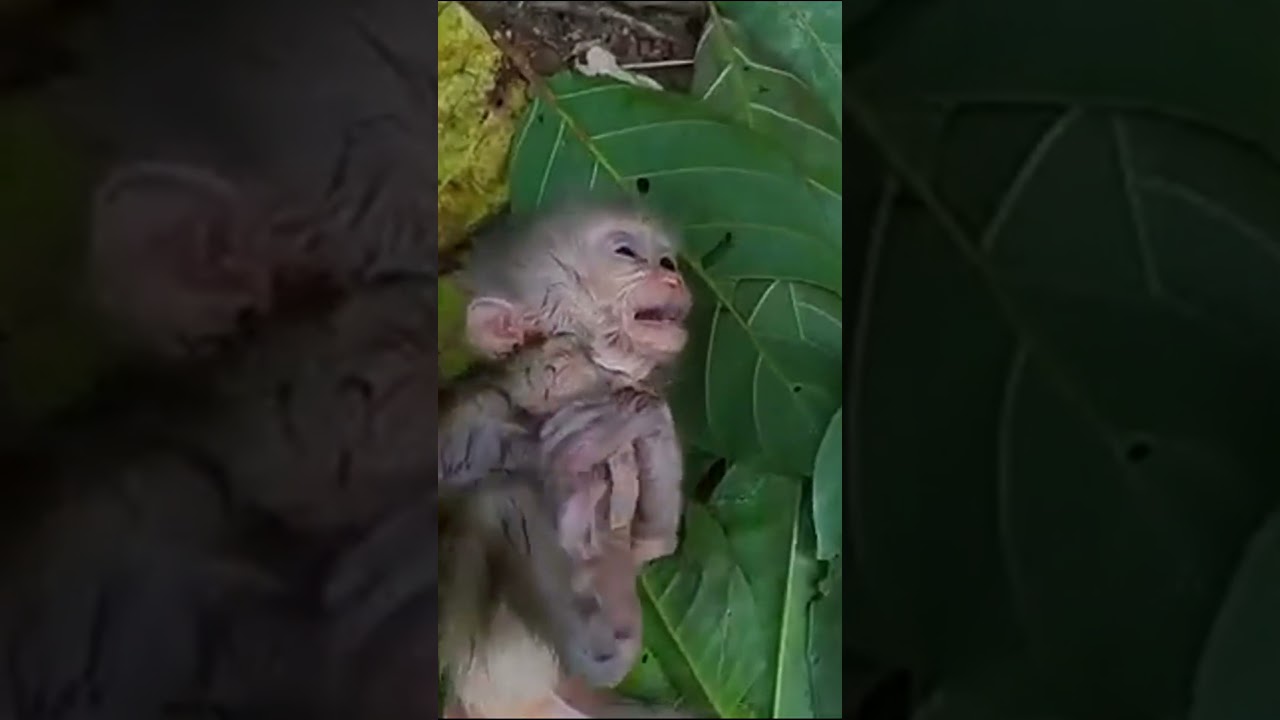 Life of Baboons: Abandoned Baby Monkey, Poor Baby