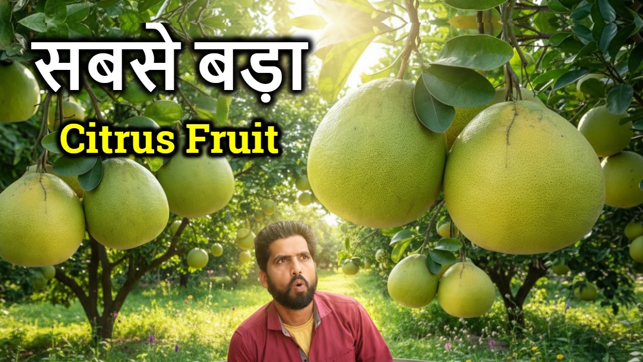 Pomelo Fruit Plant 🍊 | सबसे बड़ा Citrus Fruit | 25 Inch का फल | कैसे लगाएं और देखभाल?