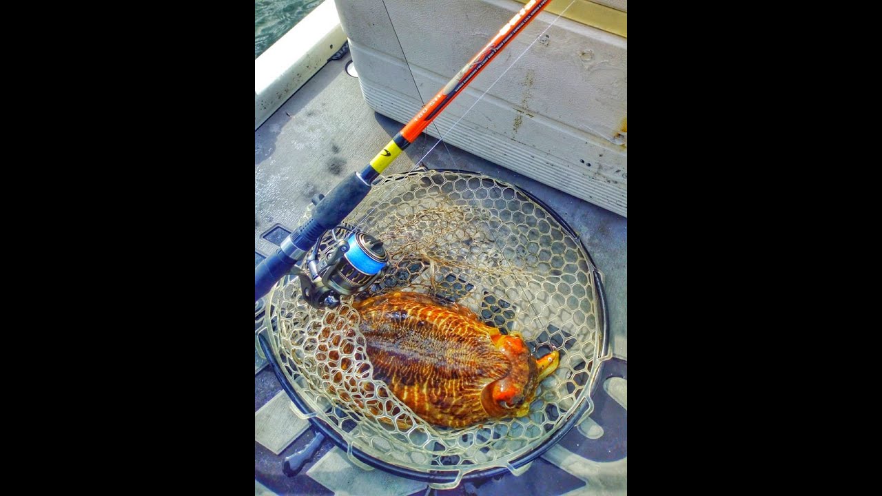 Pesca aos Chocos em Setúbal 2022.