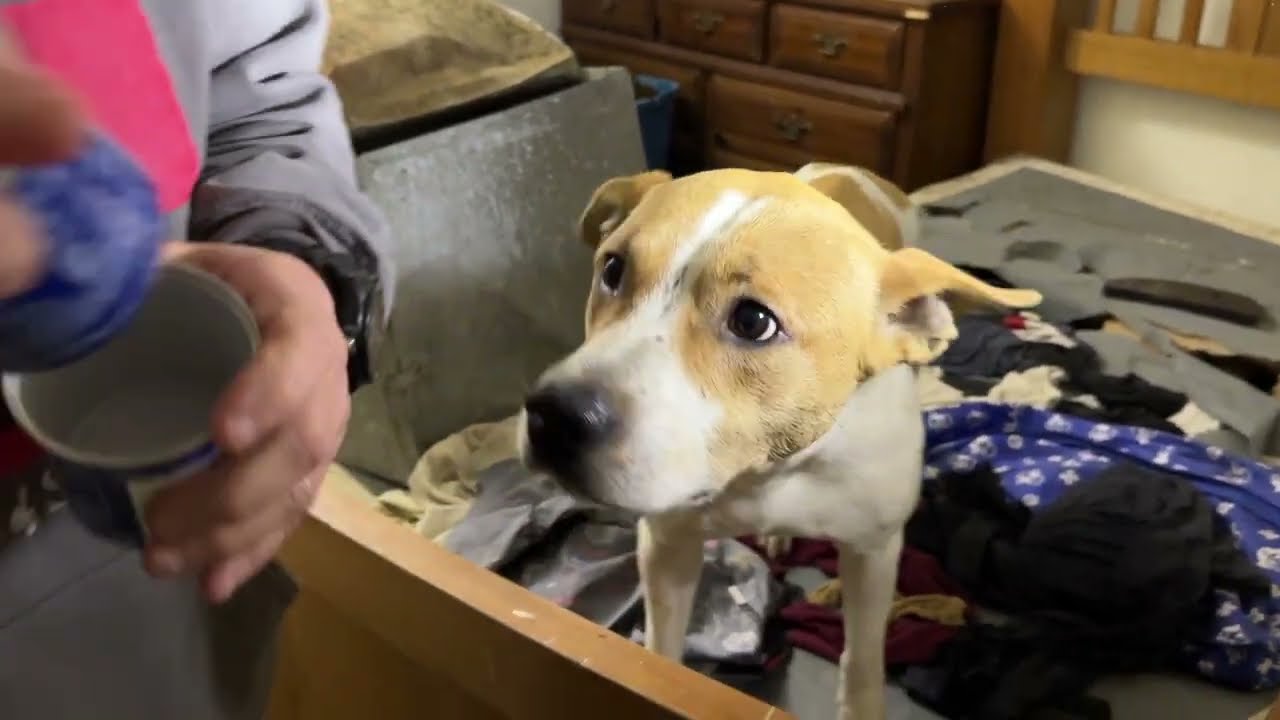 The moment this mama dog POPS out...! - Stray Rescue of St.Louis