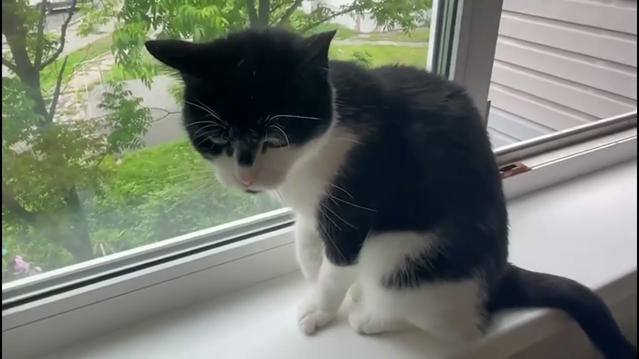 🐾 Black and White Cat vs Fly — Cozy Moment 🐾