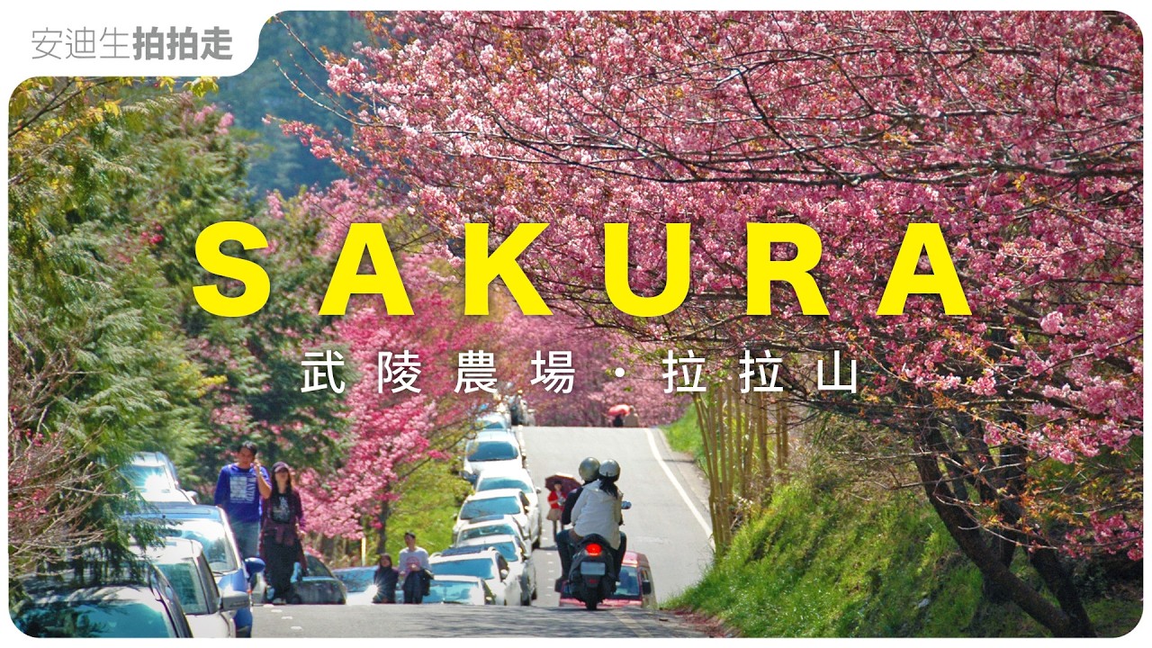 SAKURA  in Taiwan【 武陵農場｜拉拉山 】櫻花最前綫！