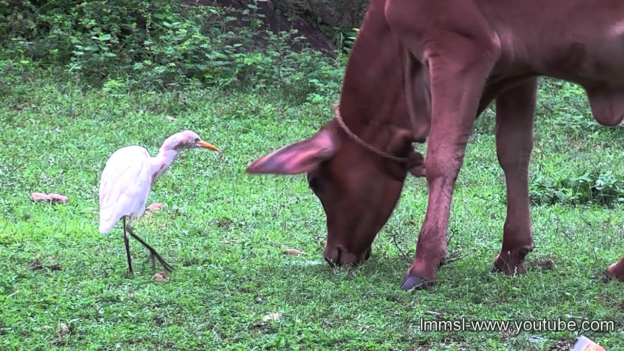 Cattle Egrets with Cattles