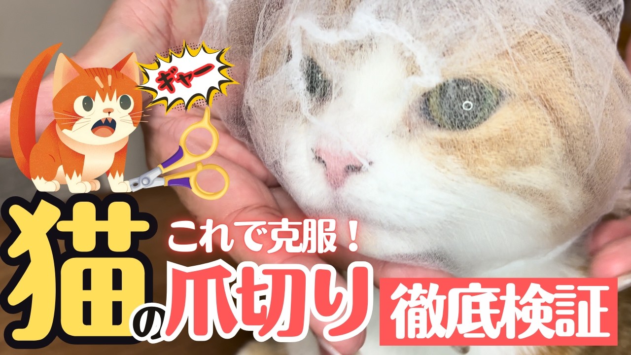 【猫の爪切り徹底検証】爪切り嫌い猫の爪を切るのに最適なのはどれ！？😿