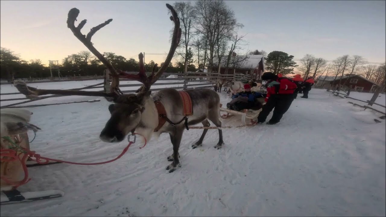Reindeer