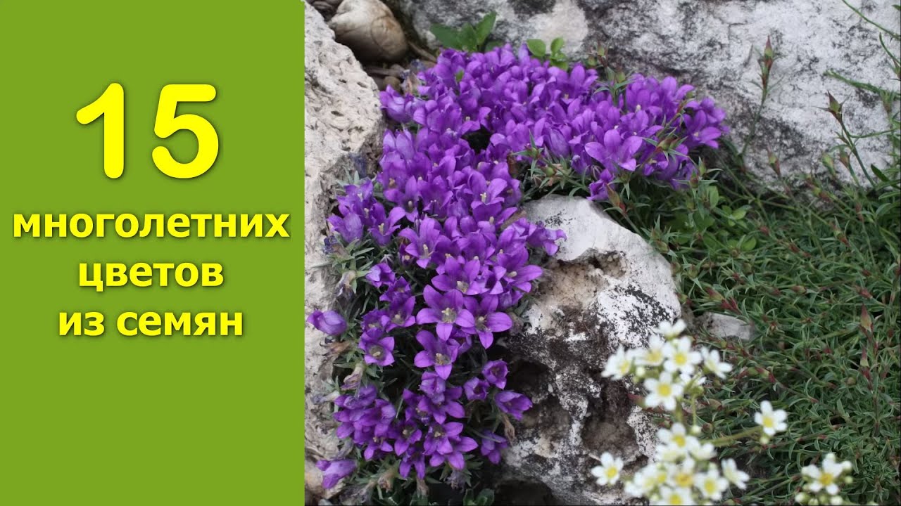 15 многолетних цветов из семян