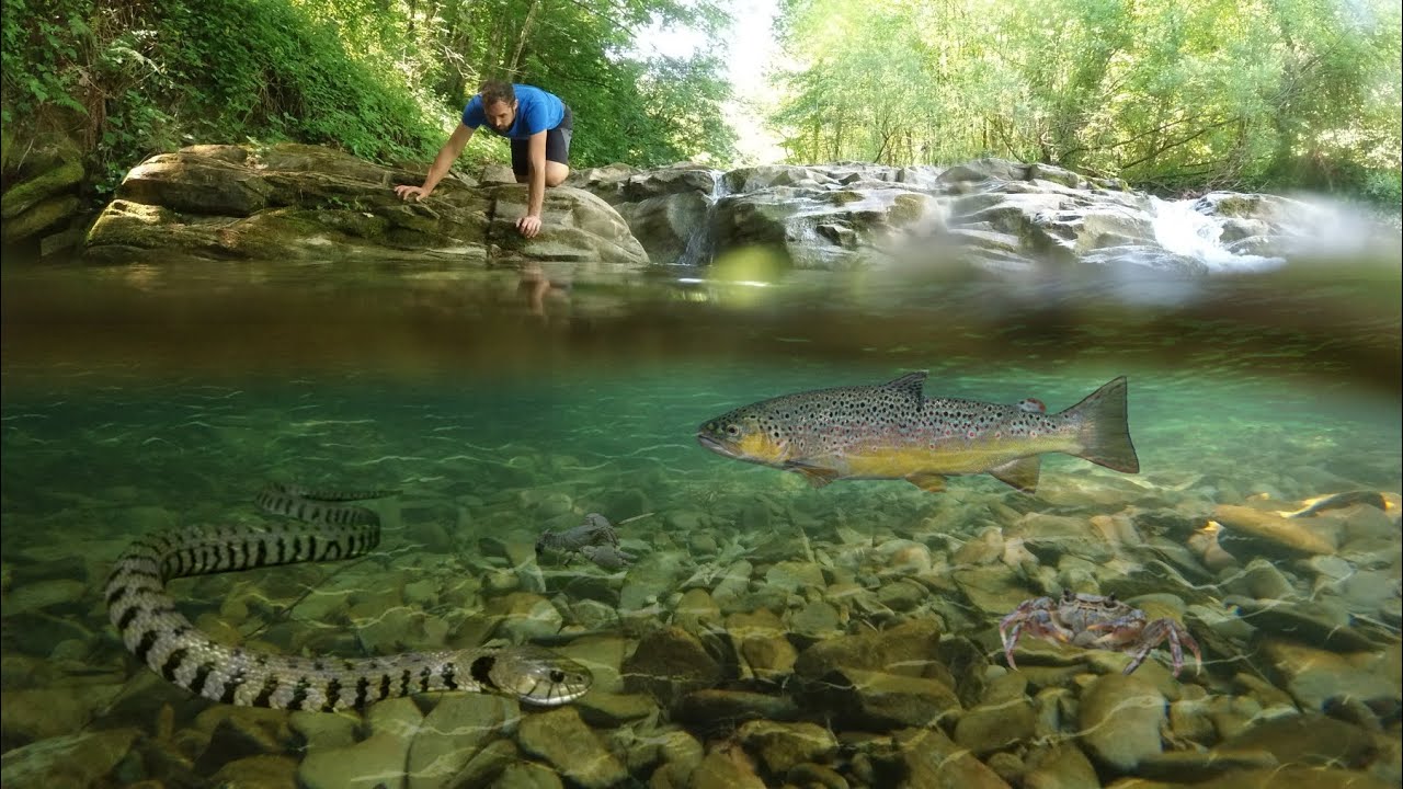 TROTE, SERPENTI, GAMBERI e altri abitanti del FIUME