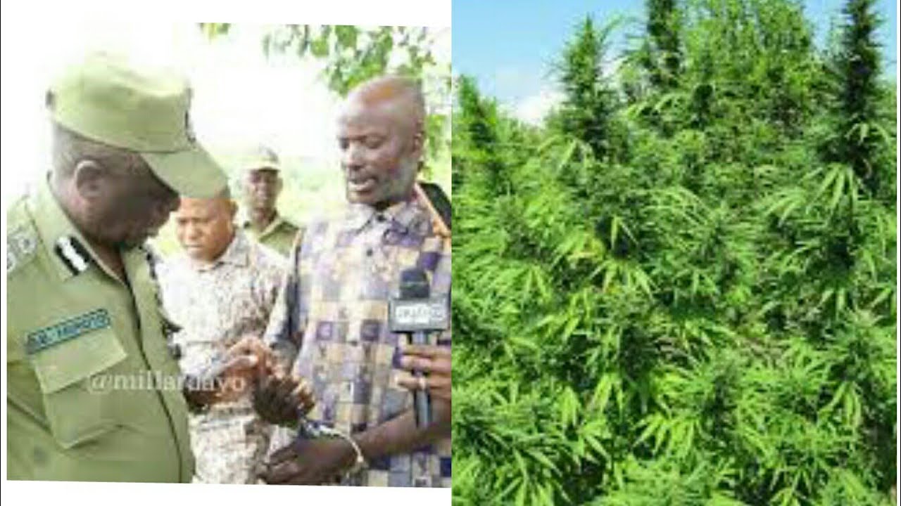 KAMANDA MUROTO; ALIVYOMSHIKA JAMAA NA BANGI JAMAANA ANATAMANI AENDE HAJA MARA MOJA.