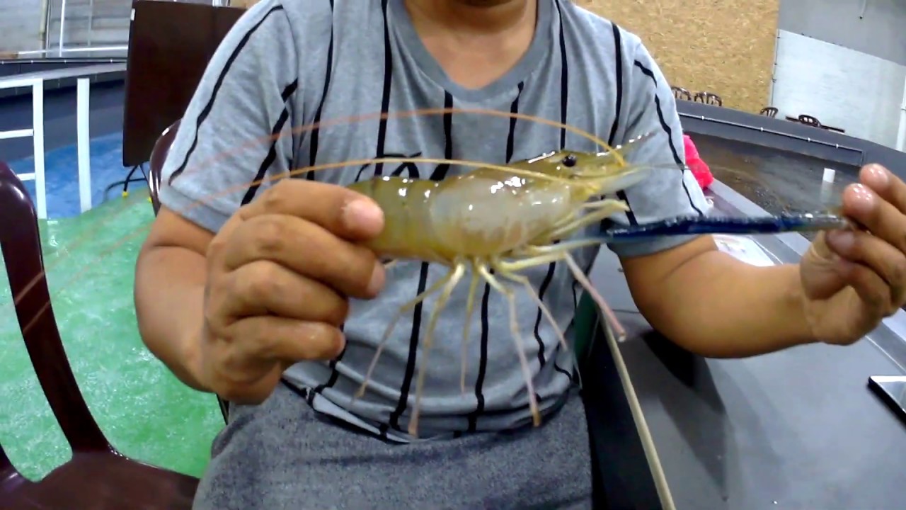 Tips pancing udang galah kolam - trip Galah Paradise