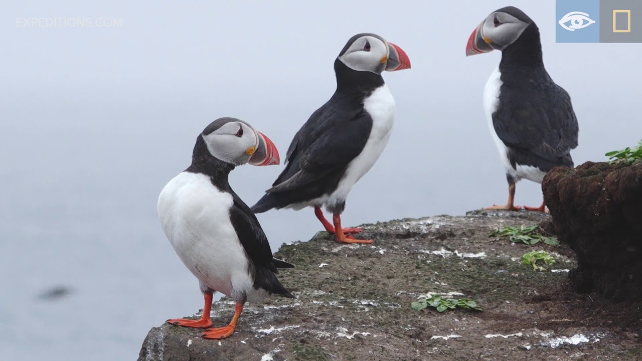 Puffins on Grimsey | Iceland | Lindblad Expeditions-National Geographic