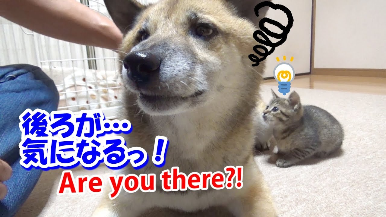 柴犬のブラッシング中に子猫が乱入!!---Kitten playing with a dog brushing---