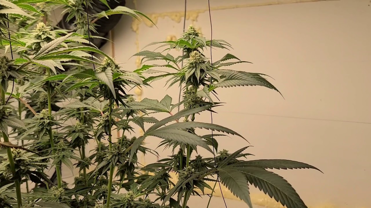 LA Kush Cake Day 63 pre-harvest - Hyper Fuel day 42 - Growers Choice ROI E-680 - Living soil grow
