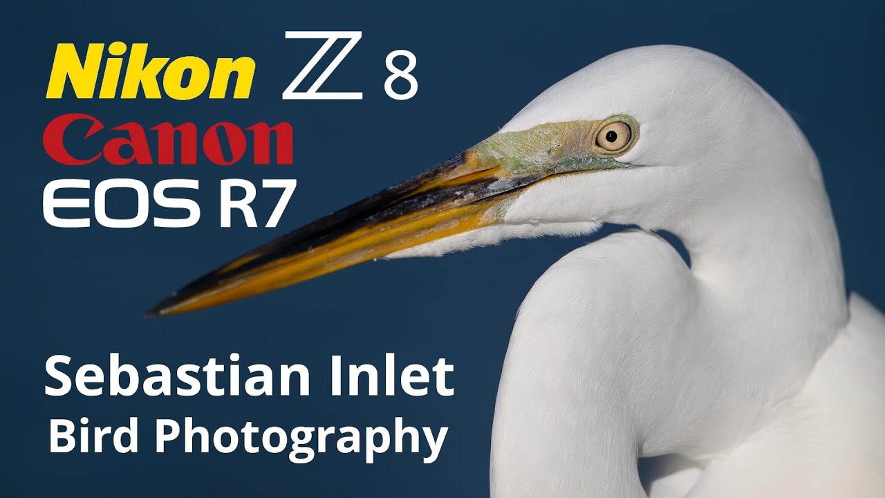 Nikon Z8 Canon R7 Sebastian Inlet Bird Photography 600PF и объективы 100-500!
