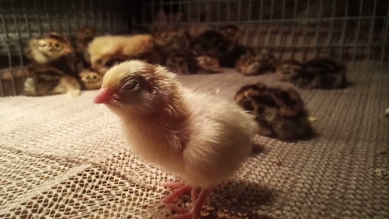 Hovabator Advanced Egg Incubator