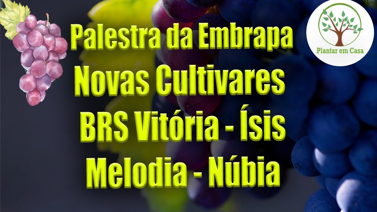 Novas Cultivares de Uva da Embrapa Vitória, Ísis, Melodia, Núbia