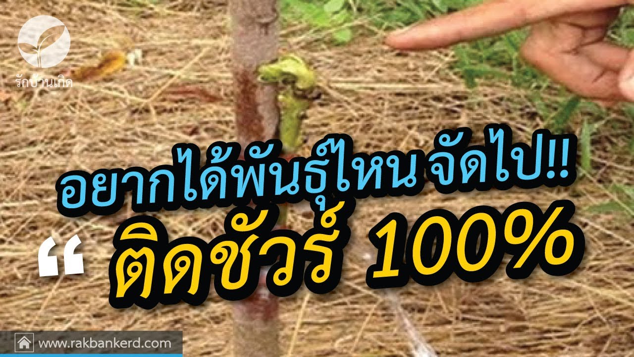 เทคนิคการเปลี่ยนยอดมะม่วงแบบเสียบข้าง