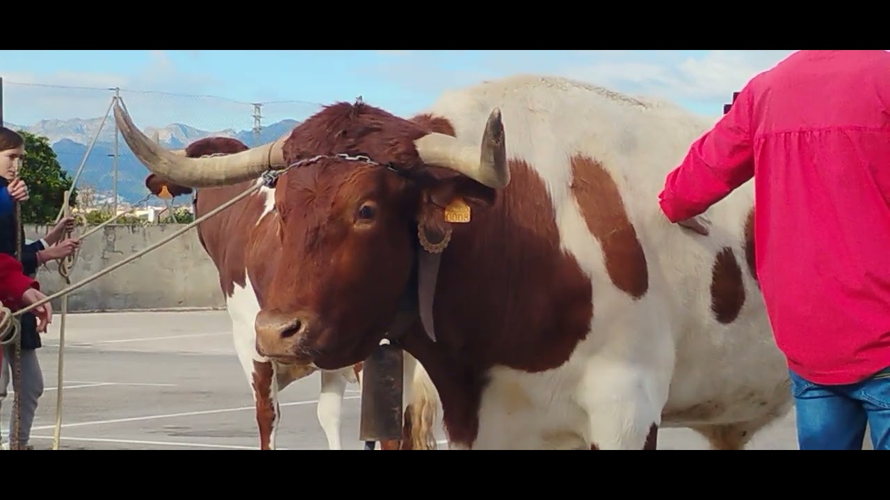 Bonito cabestro de la raza berrenda en colorado 