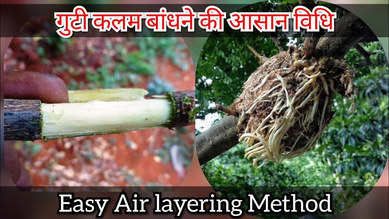 Air layering method on fruit tree | air layering on lemon tree | clonning method