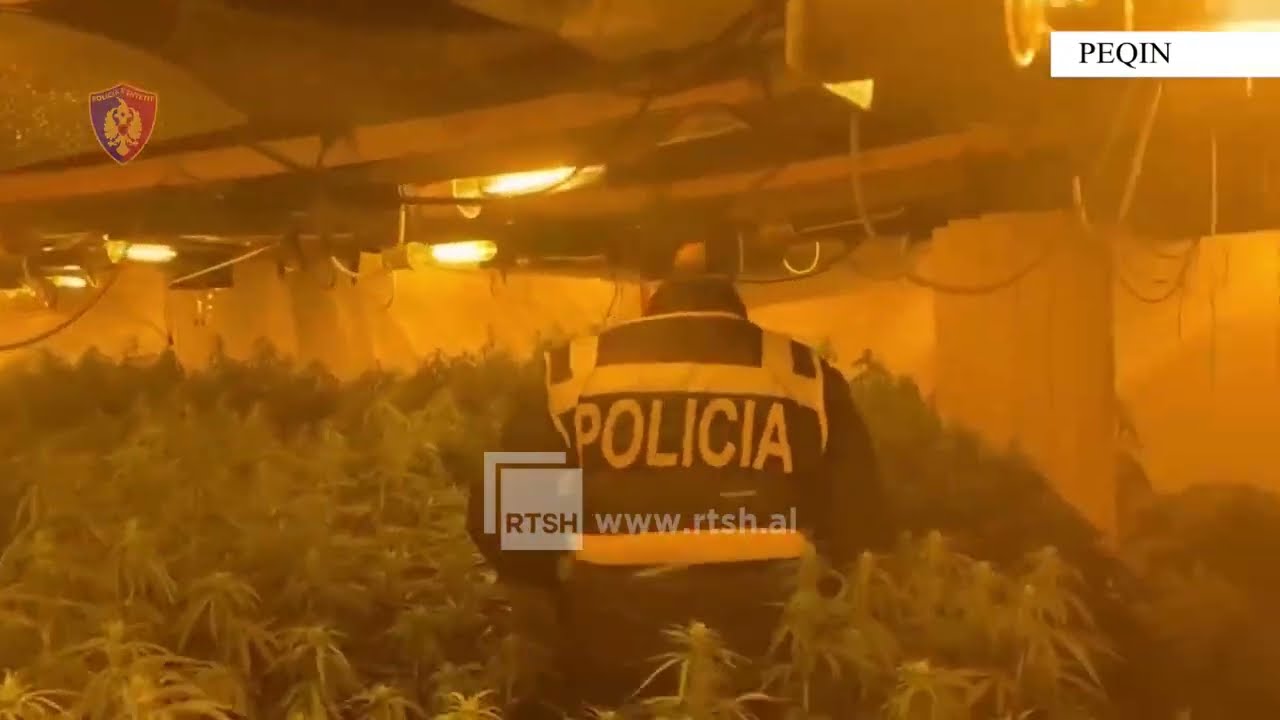 4 mijë bimë kanabisi, dalin pamjet nga magazina e Drejtorit të Burgut të Rrogozhinës