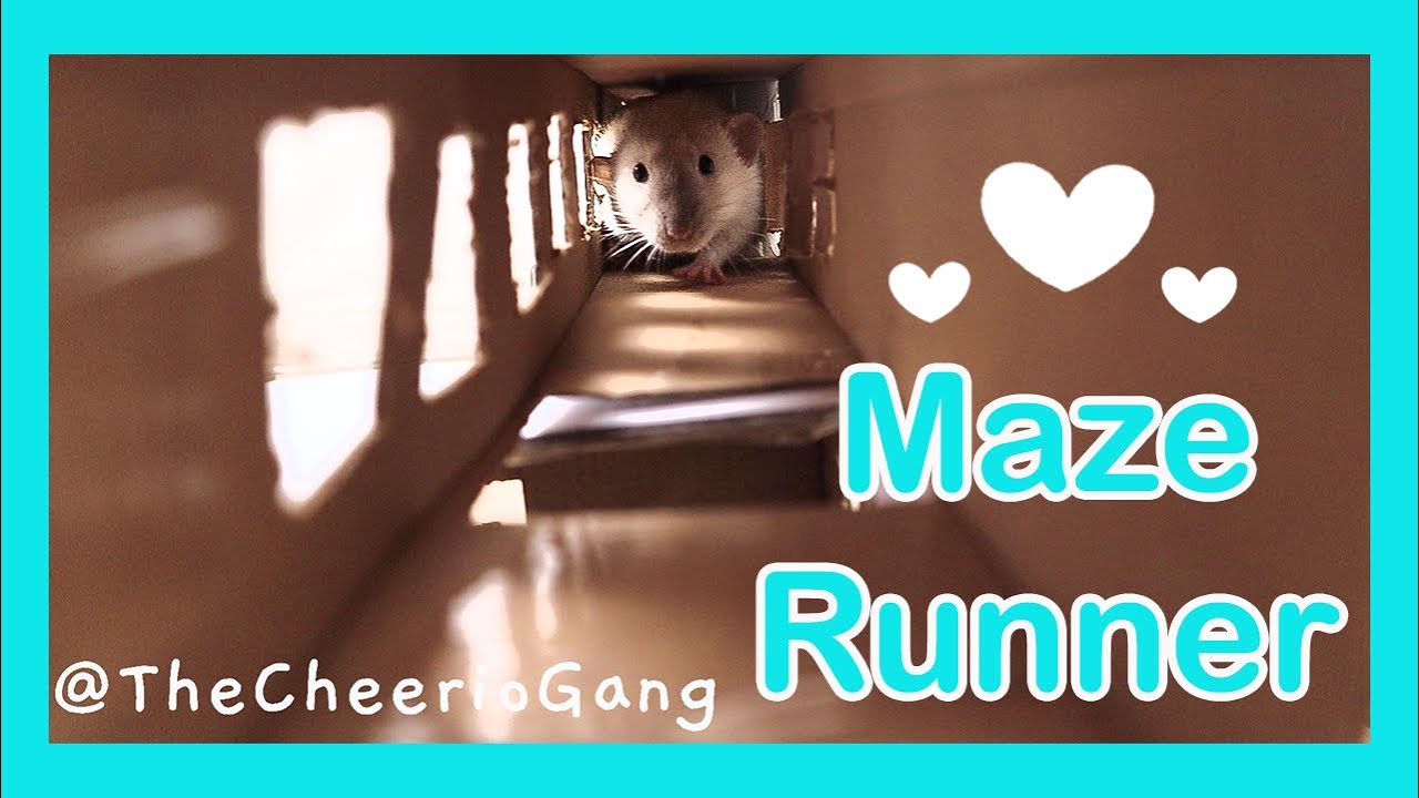 Pet Rats Run a Simple Tunnel Maze (+outtake in the end)