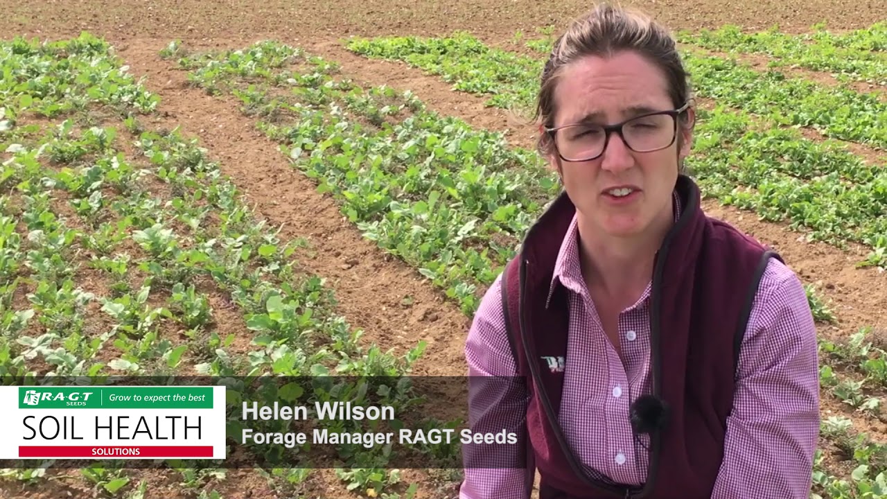 RAGT Soil Health - Club Root