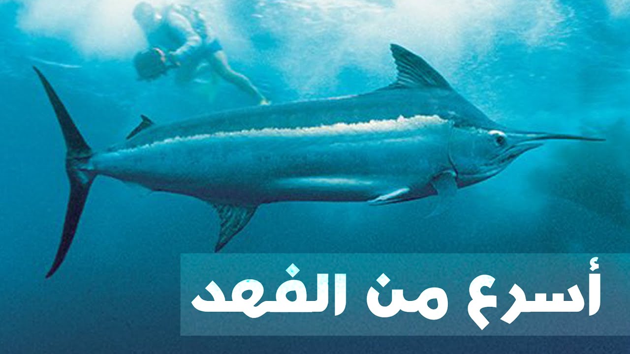 أسرع المخلوقات البحرية على الإطلاق