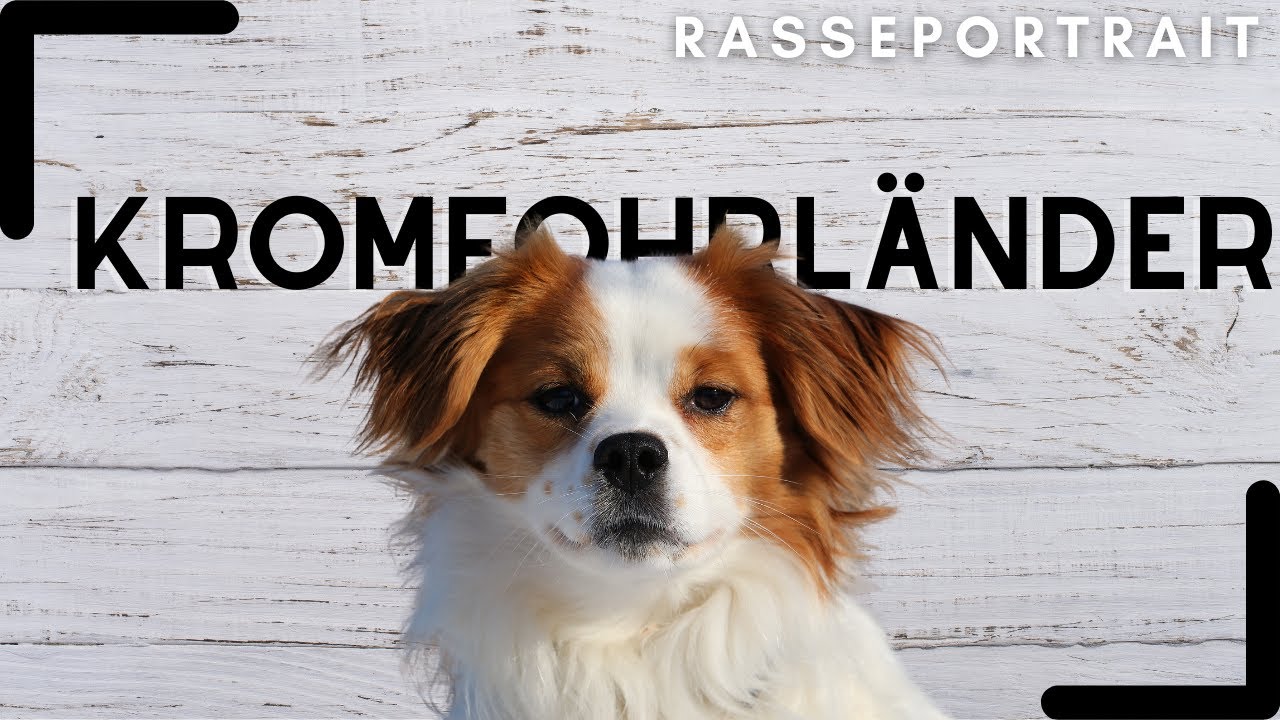 Kromfohrländer - Ursprung, Charakter & Haltung