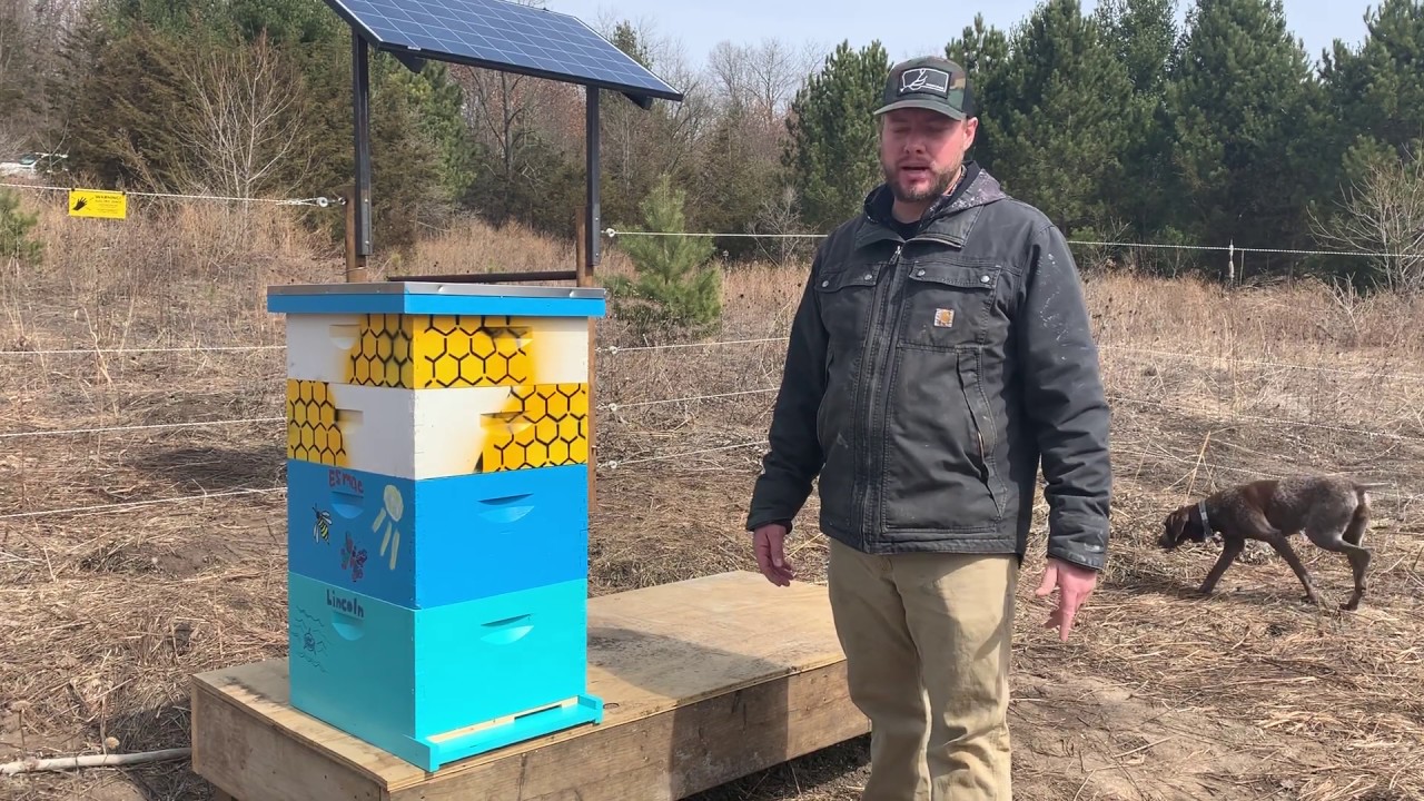 Painting our Beehive- What kind of Paint to use in 2020?
