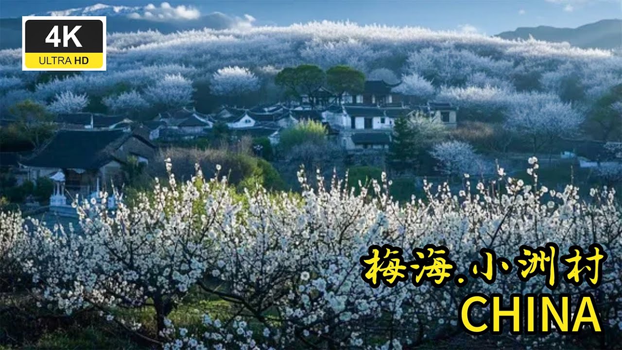 福建小洲村梅花雪海 人间仙境不过如此 中国航拍 4K 2025