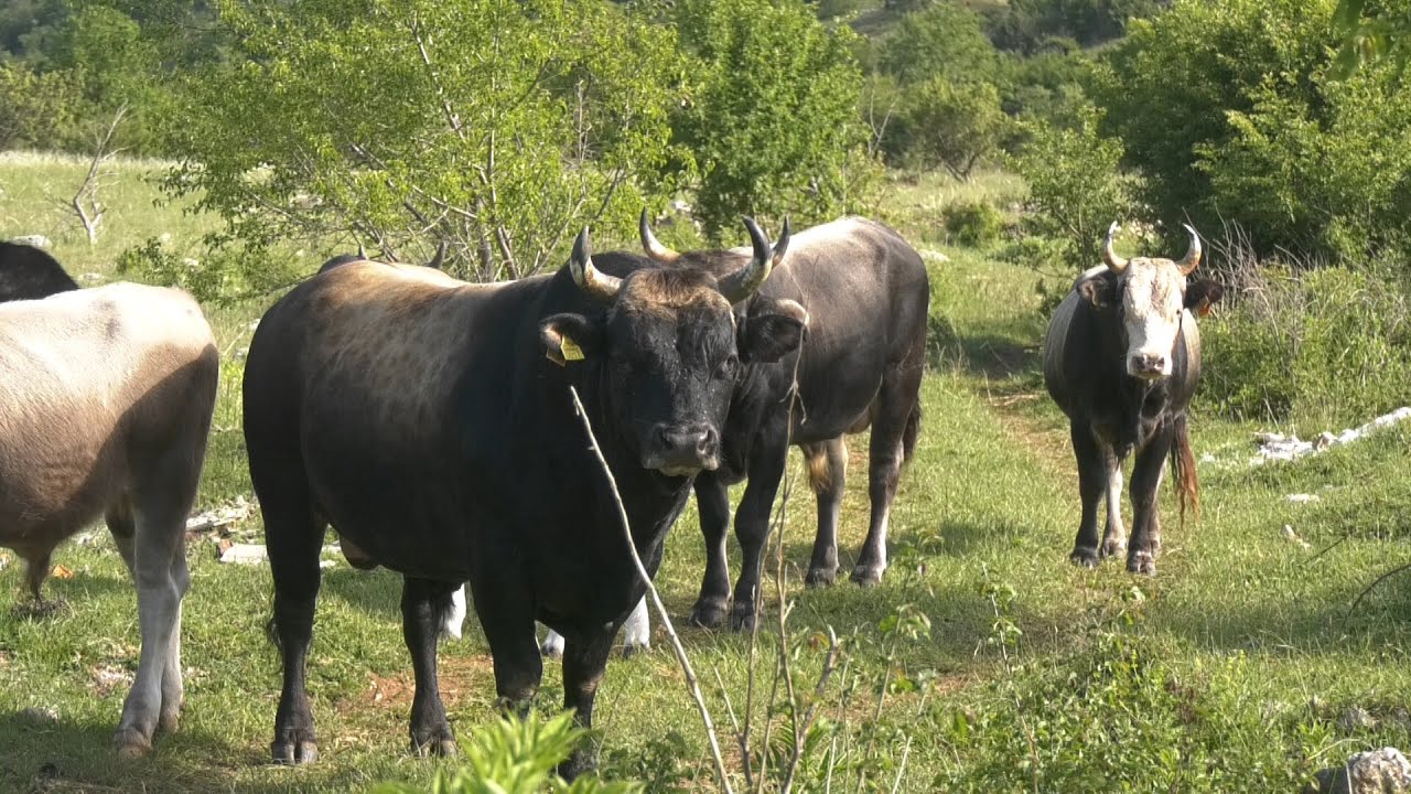 - VOJNIĆANSKE BIKADŽIJE UZGAJAU KRAVE I BIKOVE PO OKOLNIM BRDIMA