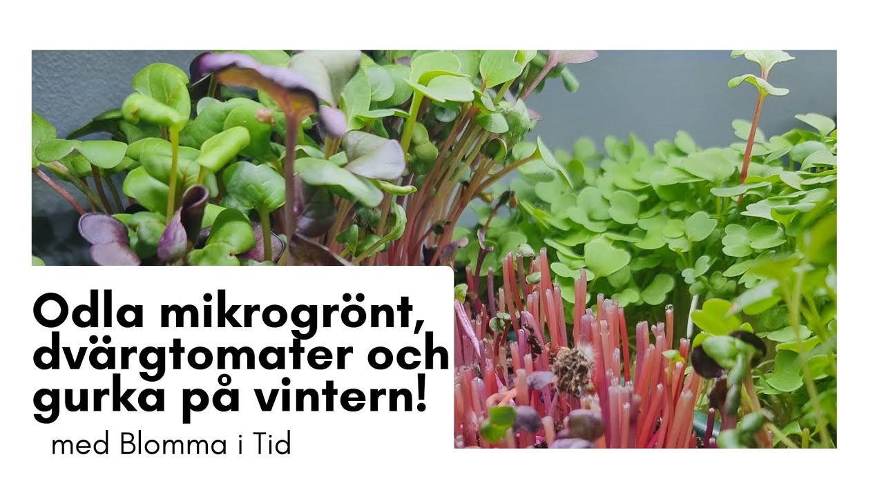 Odla mikrogr&ouml;nt, dv&auml;rgtomater och gurka p&aring; vintern!