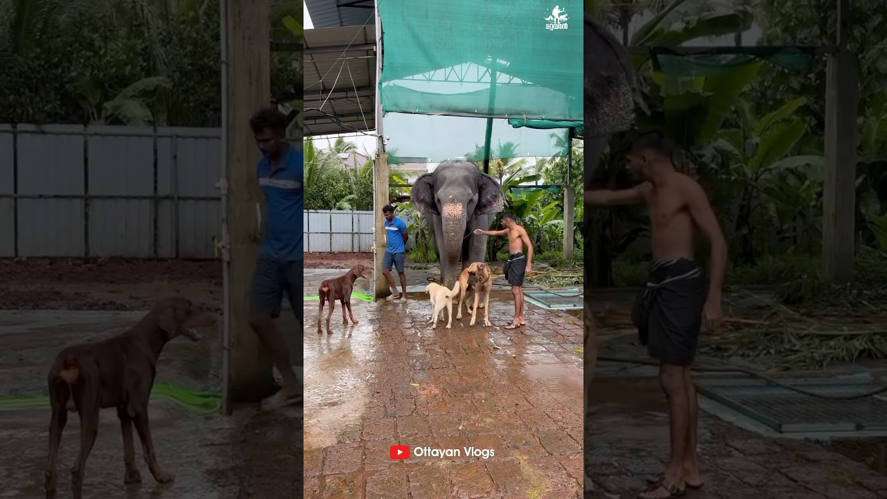എല്ലാവരും പിണങ്ങി ഇക്കയോട് 🤪🤪 I Kaveri Elephant Malappuram 