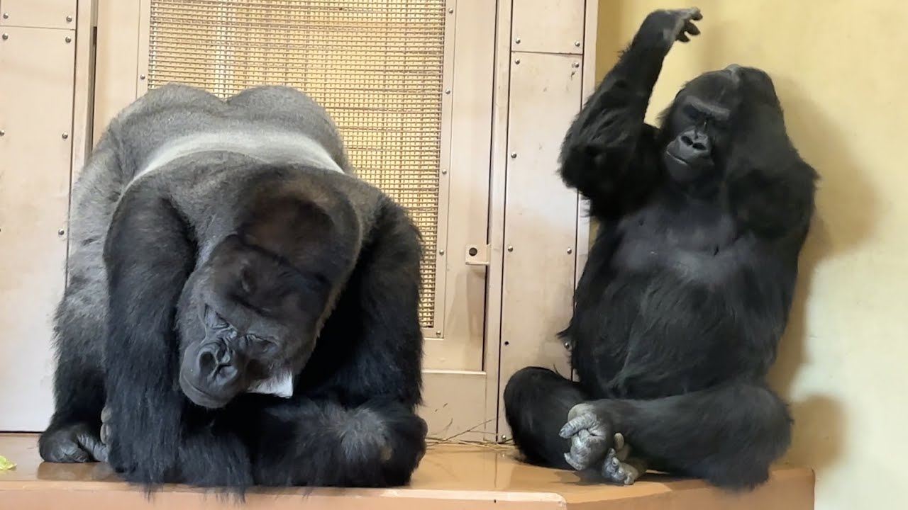 Ai courting Shabani through various means 💕　gorilla