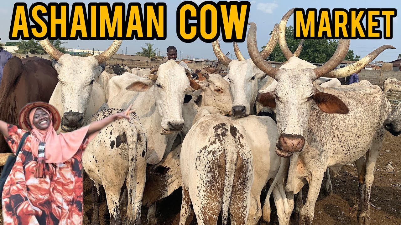 Cost of Buying COWS In The BIGGEST LIVESTOCK MARKET IN GHANA ASHAIMAN