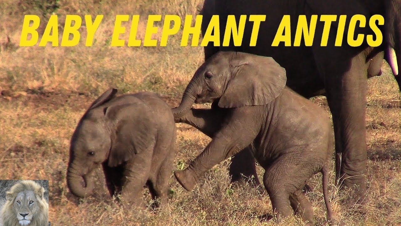 Cute Baby Elephants - Kruger National Park