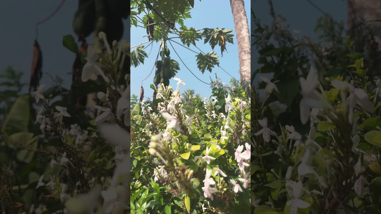 love the flowers