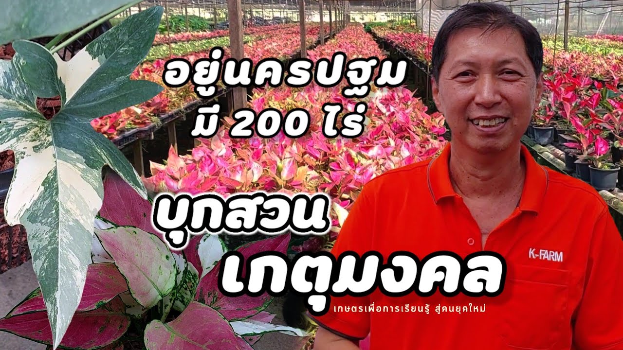 บุกสวน | เกตุมงคล(K-FARM) สวนใหญ่ มีไม้ด่าง ไม้กระแสต่างๆเยอะมาก สามารถมาเลือกที่สวนได้เลย
