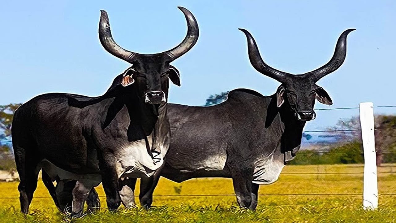 Les 8 Races De Taureaux Les Plus Étonnantes Au Monde