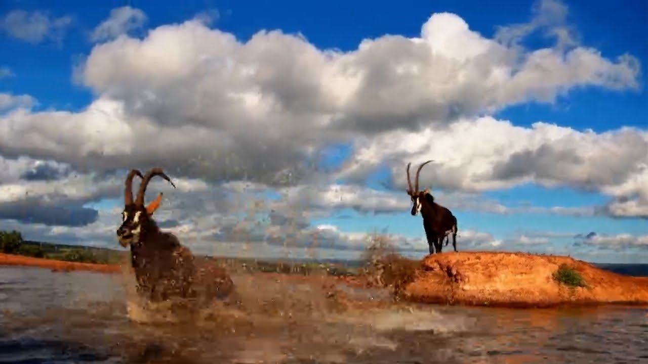 Sable Antelope Fight