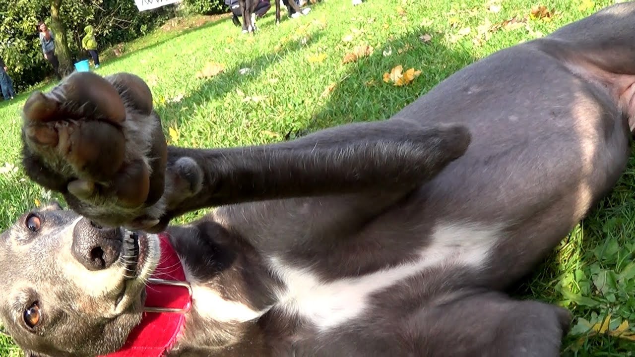 SOS Levrieri 8 Novembre 2014 Adozioni Greyhound