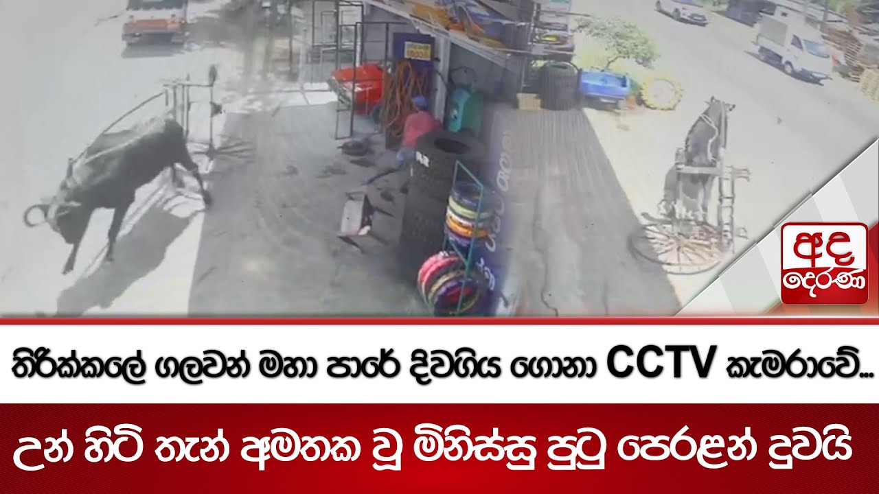 තිරික්කලේ ගලවන් මහා පාරේ දිවගිය ගොනා CCTV කැමරාවේ...උන් හිටි තැන් අමතක වූ මිනිස්සු පුටු පෙරළන් දුවයි