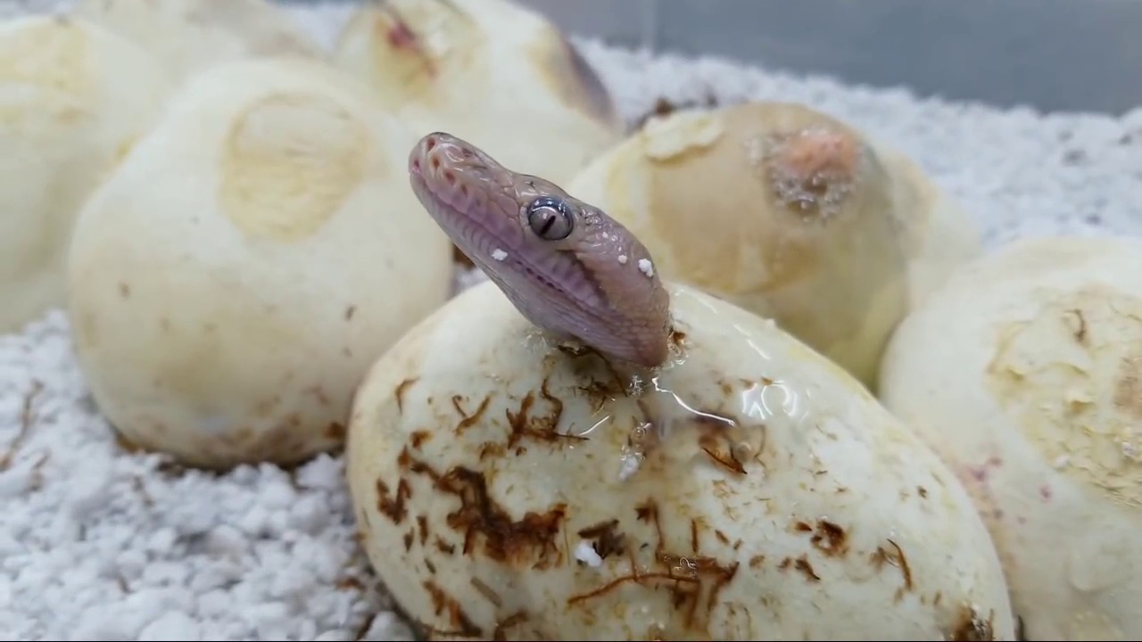 Babies Born LIVE During Reptile Room Tour