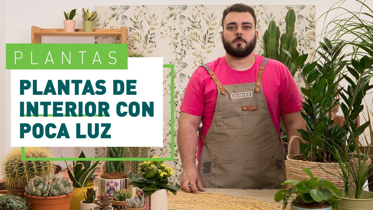 Plantas de interior con poca luz: cómo cuidarlas y tipos de plantas | Plantas en VERDECORA