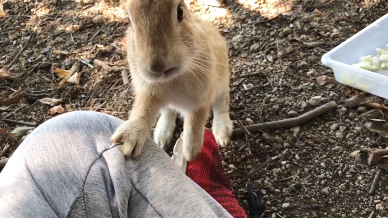A cute bunny threatened me, demanding, 