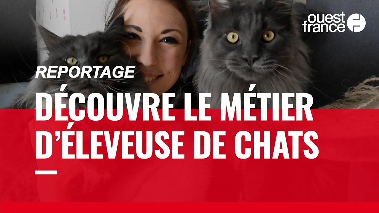 ÉLEVEUSE DE CHATS, DÉCOUVRE UN MÉTIER