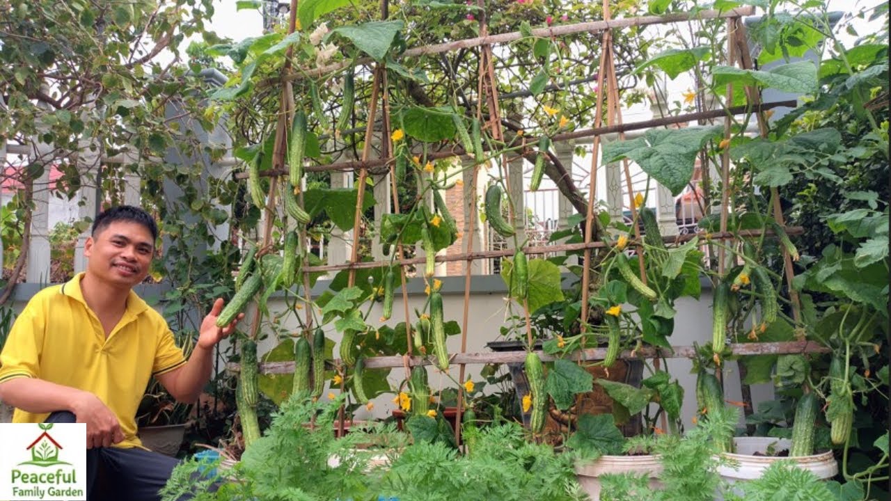 Grow Cucumbers Using Coconut Husks & Ash for Heavy Yields.