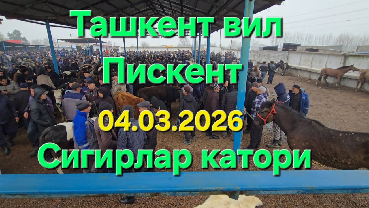 ТАШКЕНТ ВИЛОЯТИ ПИСКЕНТ ТУМ ЧОРВА БОЗОРИ СИГИРЛАР КАТОРИ 04.03.2026