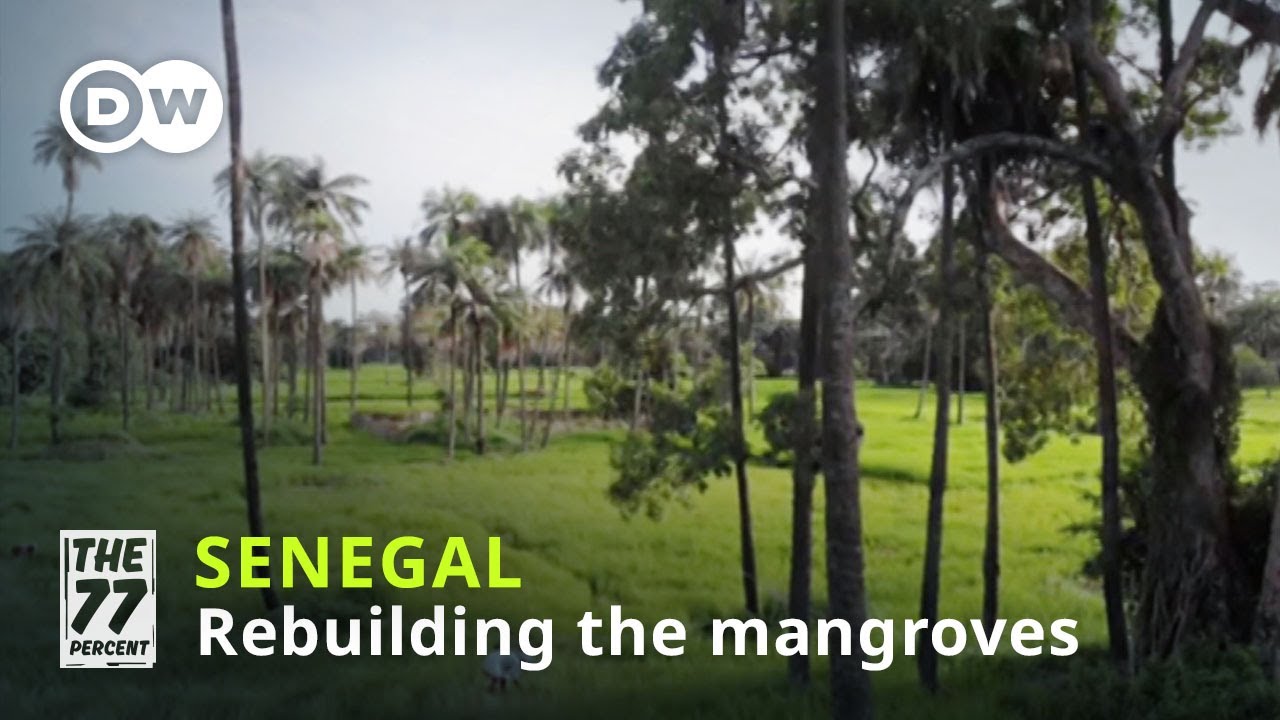 Senegal's massive reforestation project