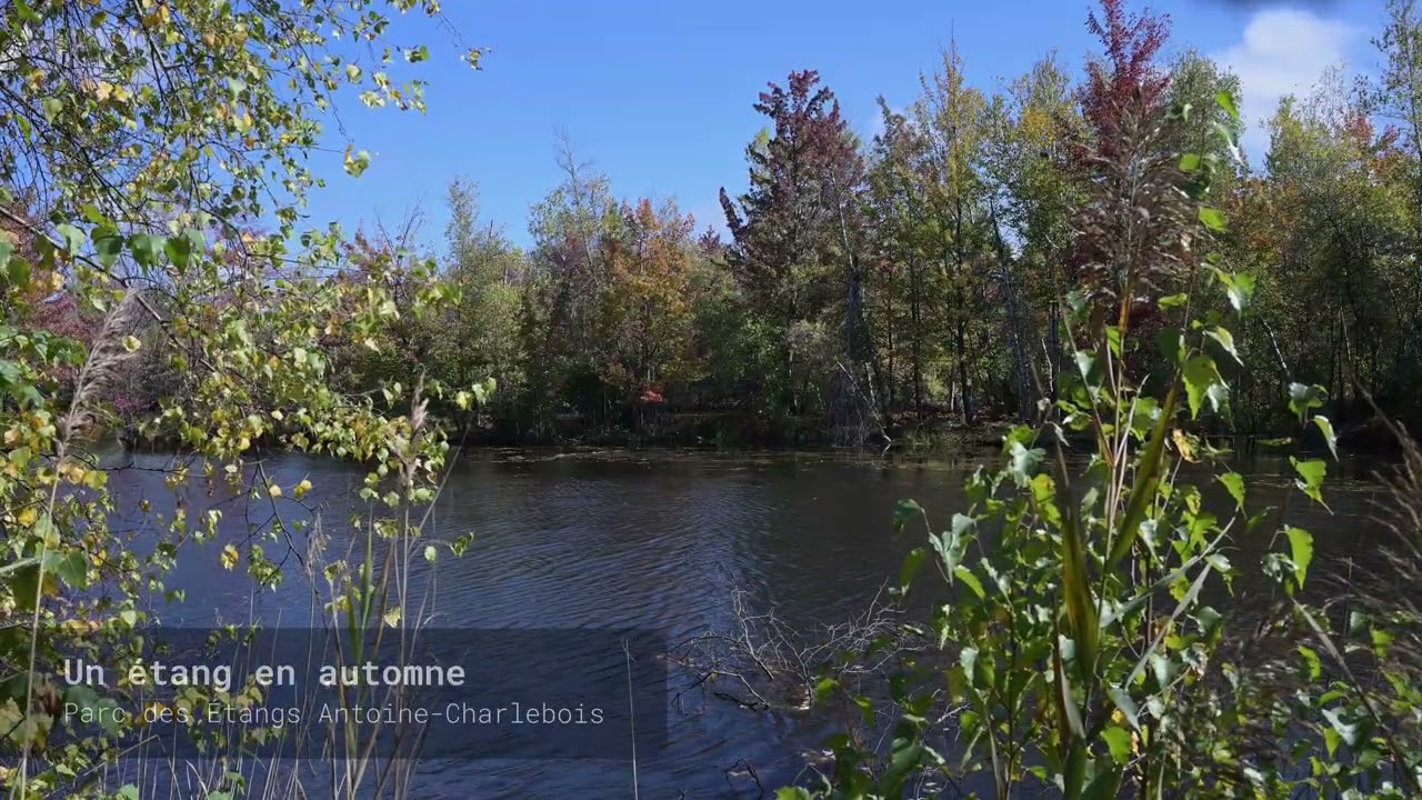 🎧 A Pond in Autumn - Fall - Ambient Soundscape 4K